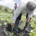 Sector agro en Nicaragua busca ser ecológico Sector agro en Nicaragua busca ser ecológico