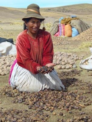 "Como alimento es demasiado importante para la alimentación andina", dice Santiago Salas, especialista en diversidad genética. CRISTINA FONSECA/PAPA ANDINA-CIP