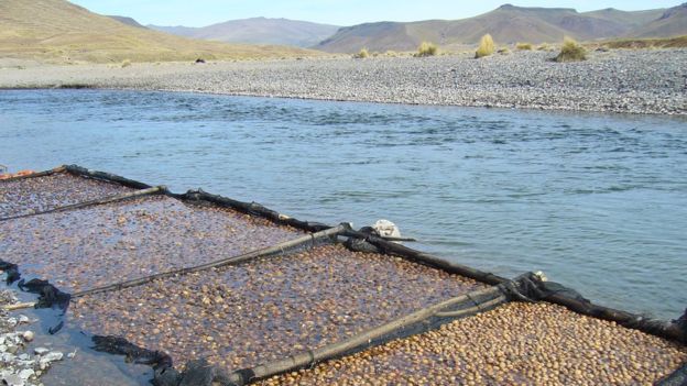 Para hacer chuño blanco o tunta hay que poner el chuño negro en agua corriente, en depósitos como costales, jarras o canastas. CRISTINA FONSECA/PAPA ANDINA-CIP