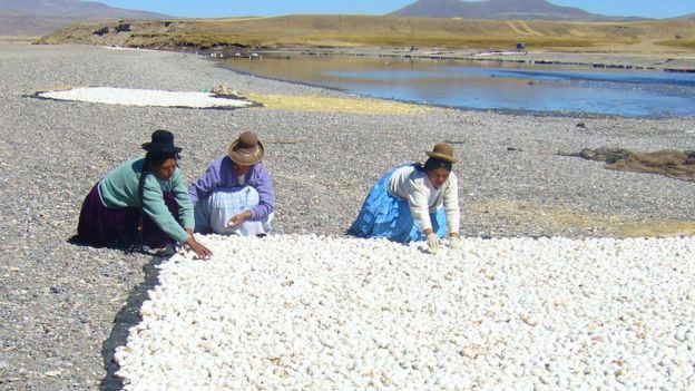 De la cosecha total de papas el agricultor andino primero separa papas como semillas para el año siguiente, después separa papas frescas para consumo inmediato y el resto se reserva para hacer chuño. CRISTINA FONSECA/PAPA ANDINA-CIP