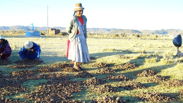 Hay ciertos cantos y bailes tradicionales durante el pisado del chuño. CRISTINA FONSECA/PAPA ANDINA-CIP