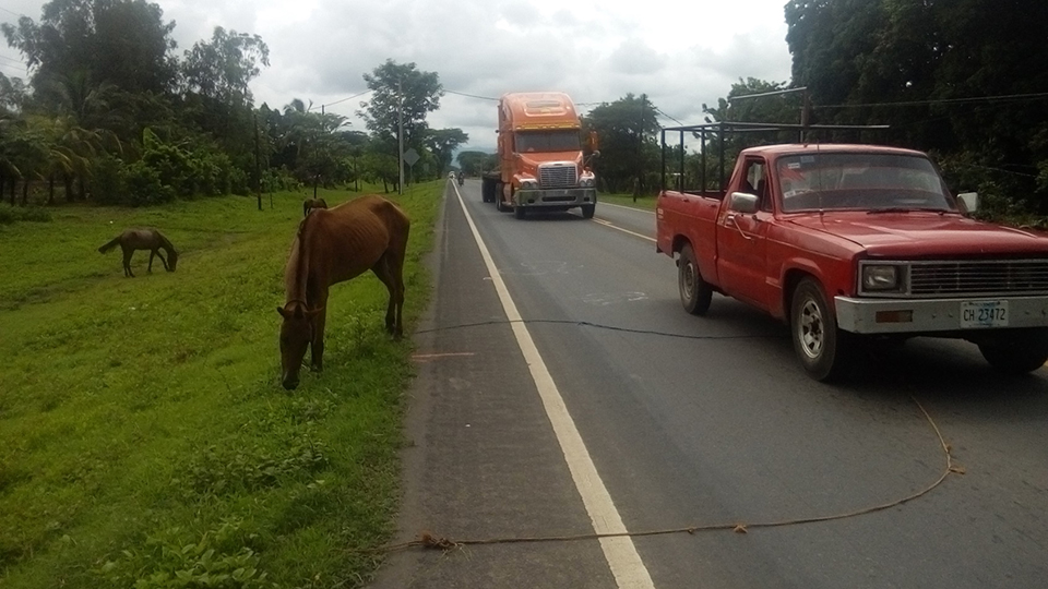Vehículos deben esquivar animales en la carretera Chinandega ... - La Prensa (Nicaragua)