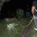 Capturan a jaguar que se había escapado de un circo en Estelí Capturan a jaguar que se había escapado de un circo en Estelí