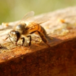 Abejas están en riesgo por monocultivos y clima Abejas están en riesgo por monocultivos y clima